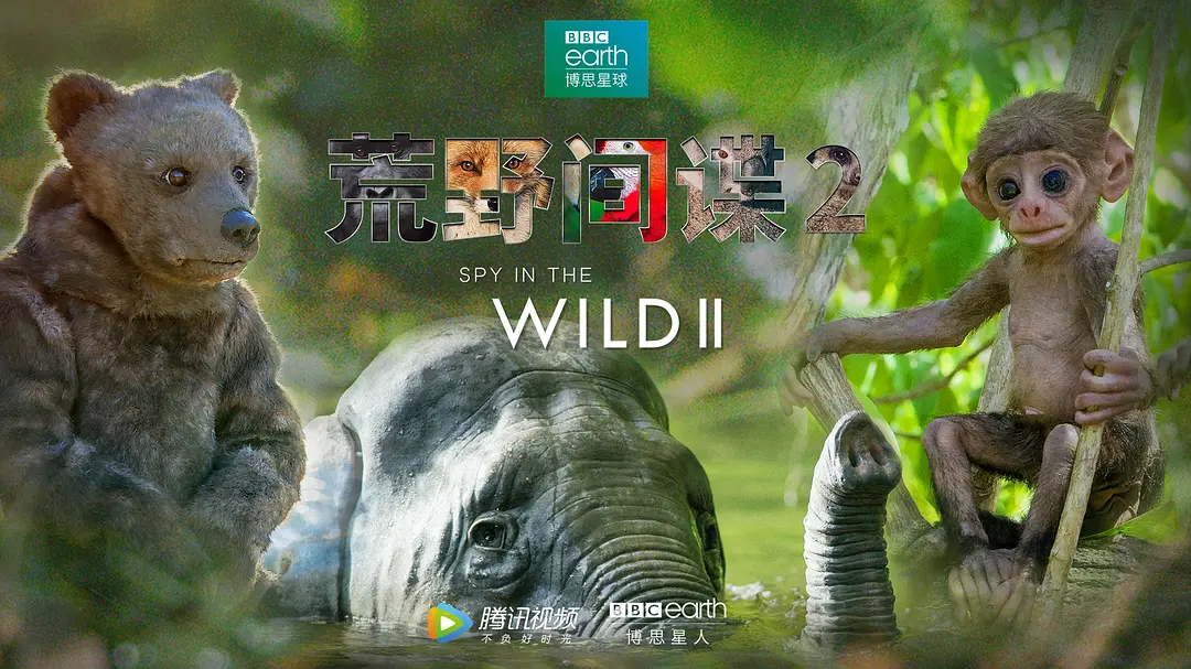 荒野间谍 第二季 Spy in the Wild Season 2 (2020) - 旧人软件阁-旧人软件阁